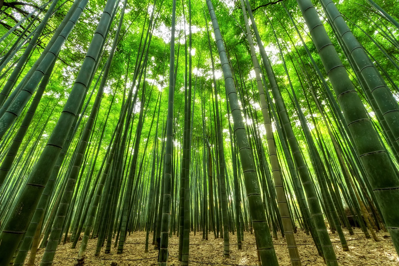 manger bambous